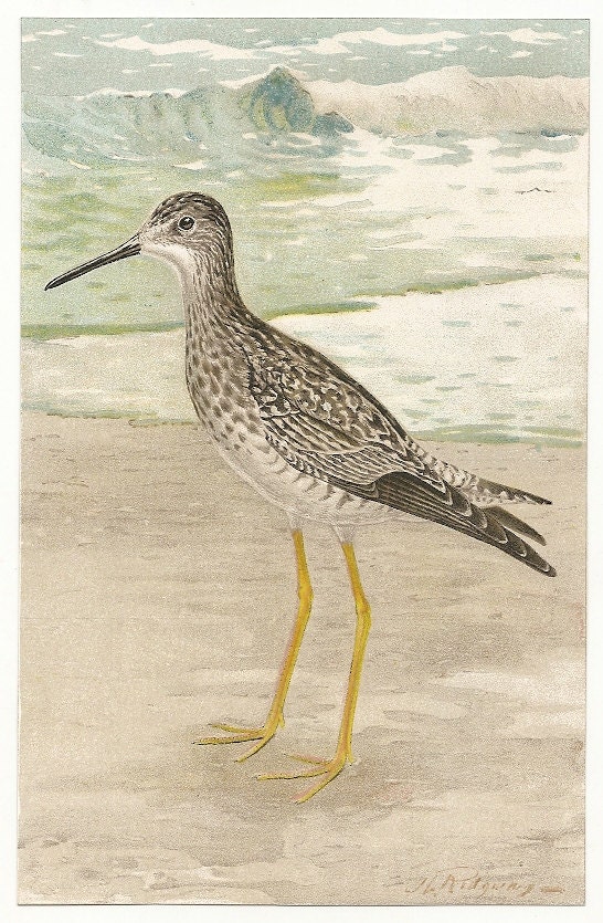 1910'S University Society Game Bird of North America Print