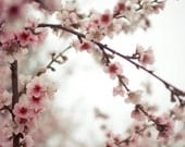 Spring flower photography print - pale pink dusty rose mauve - spring flowers - minimal girl art floral fine art print - 8x8 "Plum Blossoms"