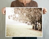 Tree photography - Pale brown neutral beige brown decor sepia nature wall art - meadow pale muted earthtones 16x20 print - Eucalyptus Grove