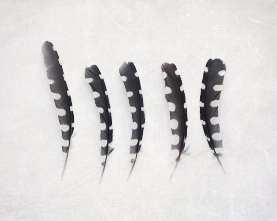 Feather photograph - minimal neutral pale wall art black white naturalist fine art nature photography - 8x10 print -  "Five Feathers"