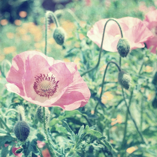 Flower photography - poppy botanical art  nature photo summertime garden pink and green decor floral pastel wall art - "Dreamy Poppies"