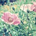 Flower photography - poppy botanical art  nature photo summertime garden pink and green decor floral pastel wall art - "Dreamy Poppies"