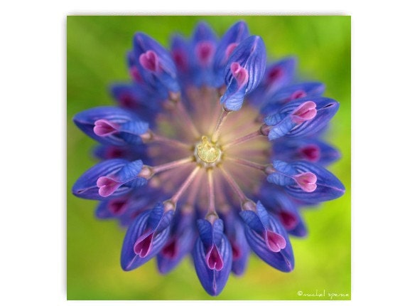 Lupine Blooms Photograph 10X10 Lupine Print Affordable Home Photography Prints Nature Photography Nature Lover Flower Botany Print