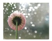 Daisy Bloom 8X10 Photograph...Affordable Home Photography Prints Nature Photography Nature Lover Woodland Scene Flower Botany Print