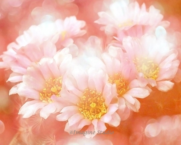 Still Life Photography, Daisy Flowers,  Photos, Spring, Summer, Fine Art Print, Coral, Orange, Yellow, Home Decor, Wall Art