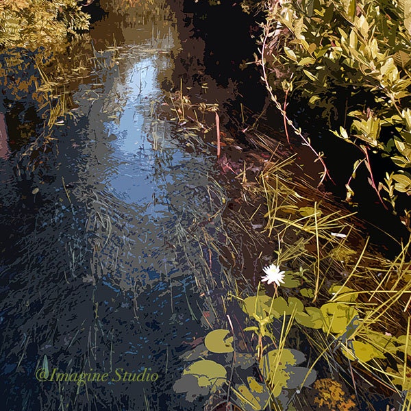Art, Nature, Woodland, Spring, Summer, Pond, Water Lilies, Photography, Painted Photographs, Fine Art Print,  Home Decor, Wall Art