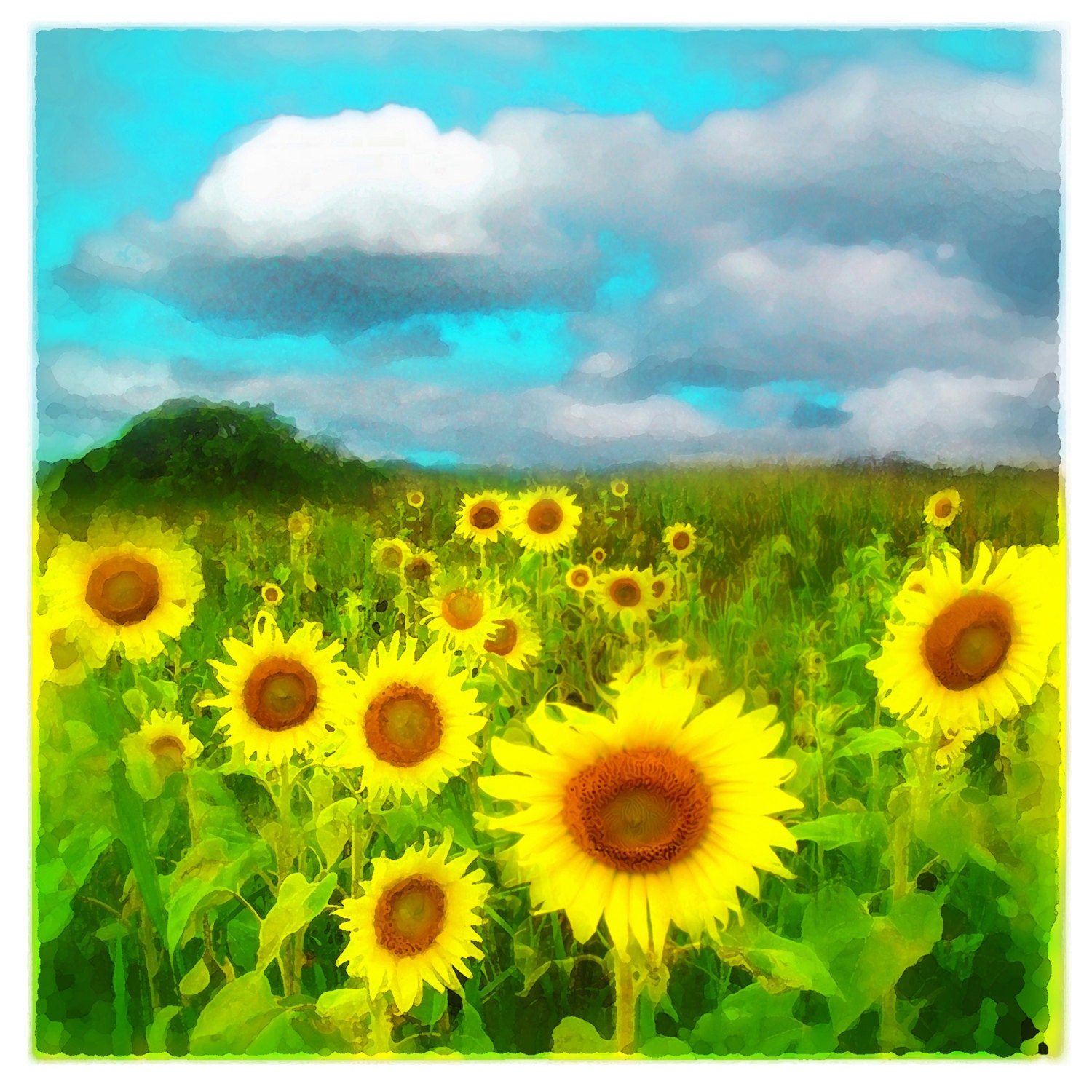 Clouds today, 4x4 inch, Fine art photograph, Sunflower photograph, gardeners gift, art, wall art, miniature art, clouds