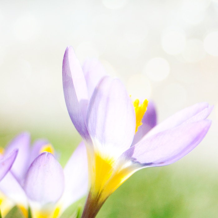 Spring flowers, crocus, purple wine, mauve mist, lavender, violet, for gardeners, bright, airy, room decor, canary yellow
