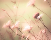 Spring decorating idea, pale pink,nature photography, green accent, queen anne's lace, summer flowers, pearl, cream, avocado green