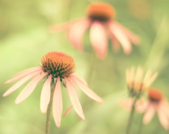 Summer flower photography pink and green wall art coneflower echinacea honeysuckle flower garden - Coney Island 8x8