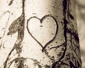 nature photography, tree Photography, Still life photography, Valentine art, Valentine gift, I love you print art, 5x7 (13x18cm)