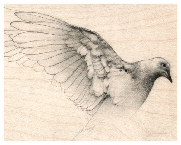 Bird Art Dove Study on Wood Art Print