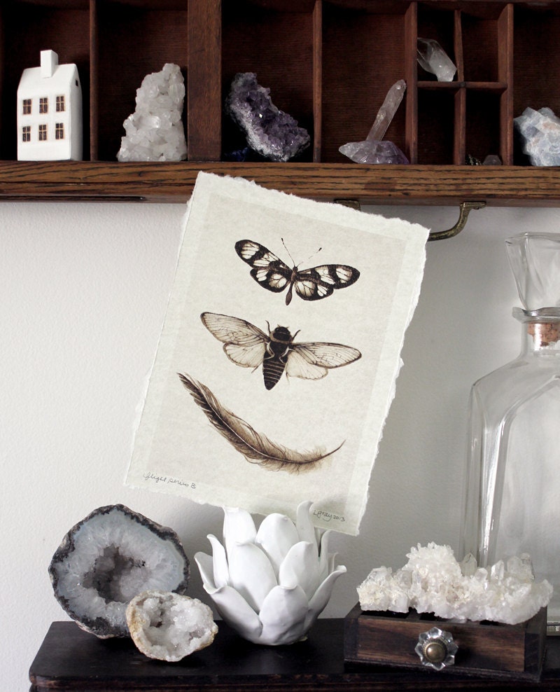 Flight Series B - Nature Collection Art Print Moth Cicada Feather