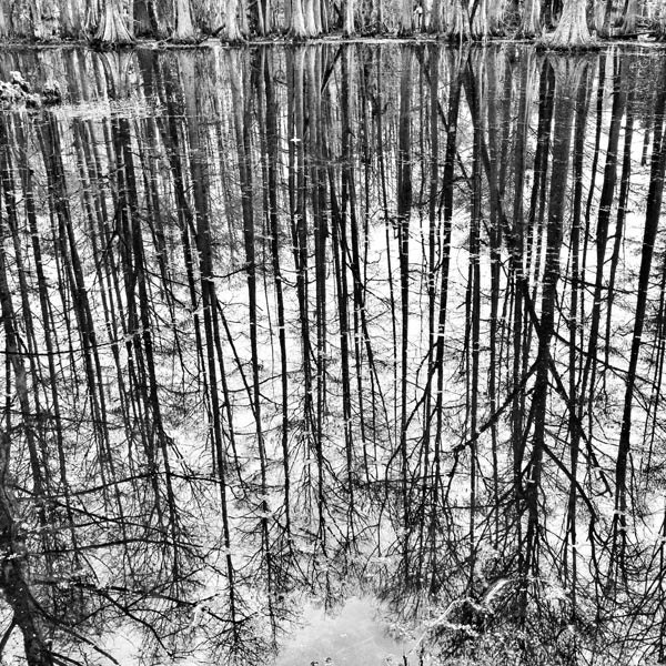 black and white photography cypress tree reflection 20x20