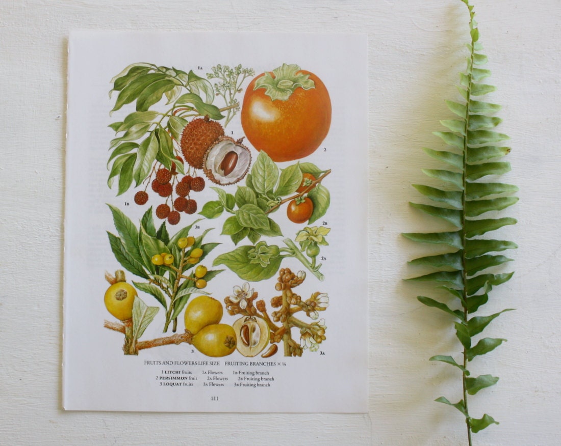 Vintage Botanical Print  - Litchi, Persimmon, Loquat  - 1973 - Tropical