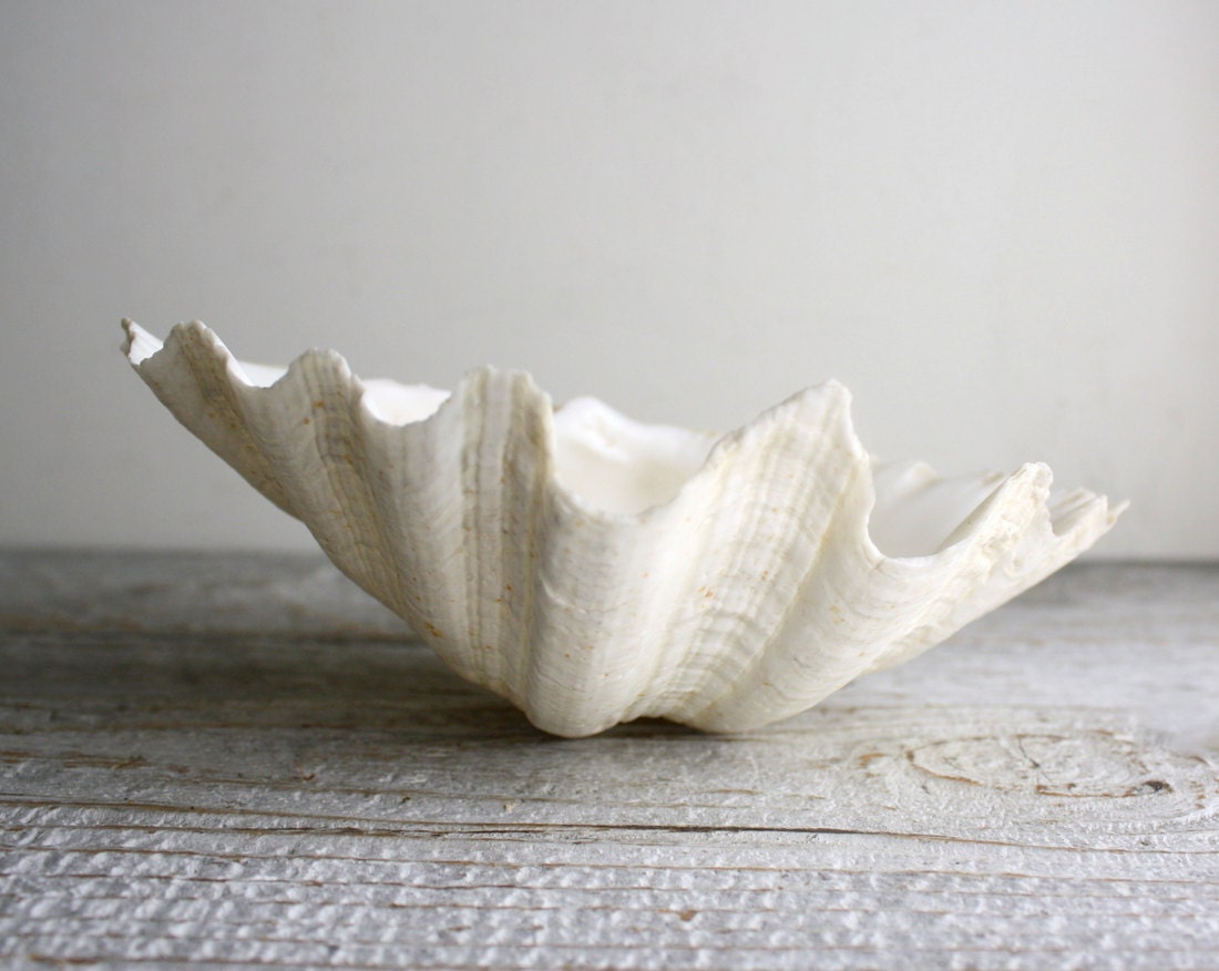 Trio of Vintage Seashells