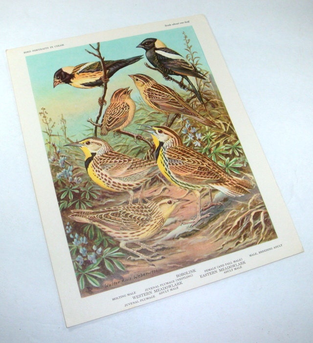 Vintage Bird Picture, Bobolink, Meadowlarks, Bird Portraits In Color, Ready To Frame, Walter Alois Weber, Bird Print  (309-13)