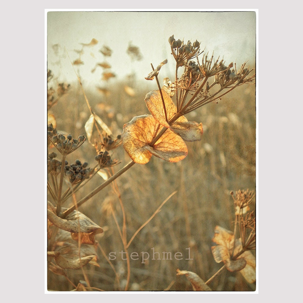 Gold summer fields, 6x8 fine art print, nature photography