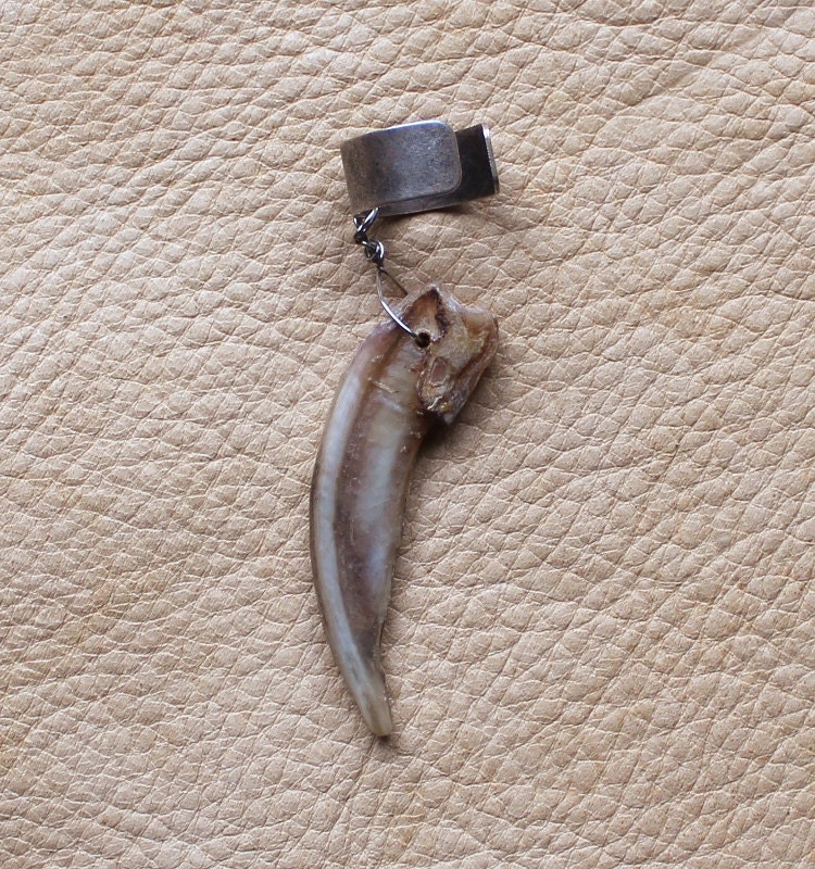 Real single American badger claw on silver-plated brass ear cuff