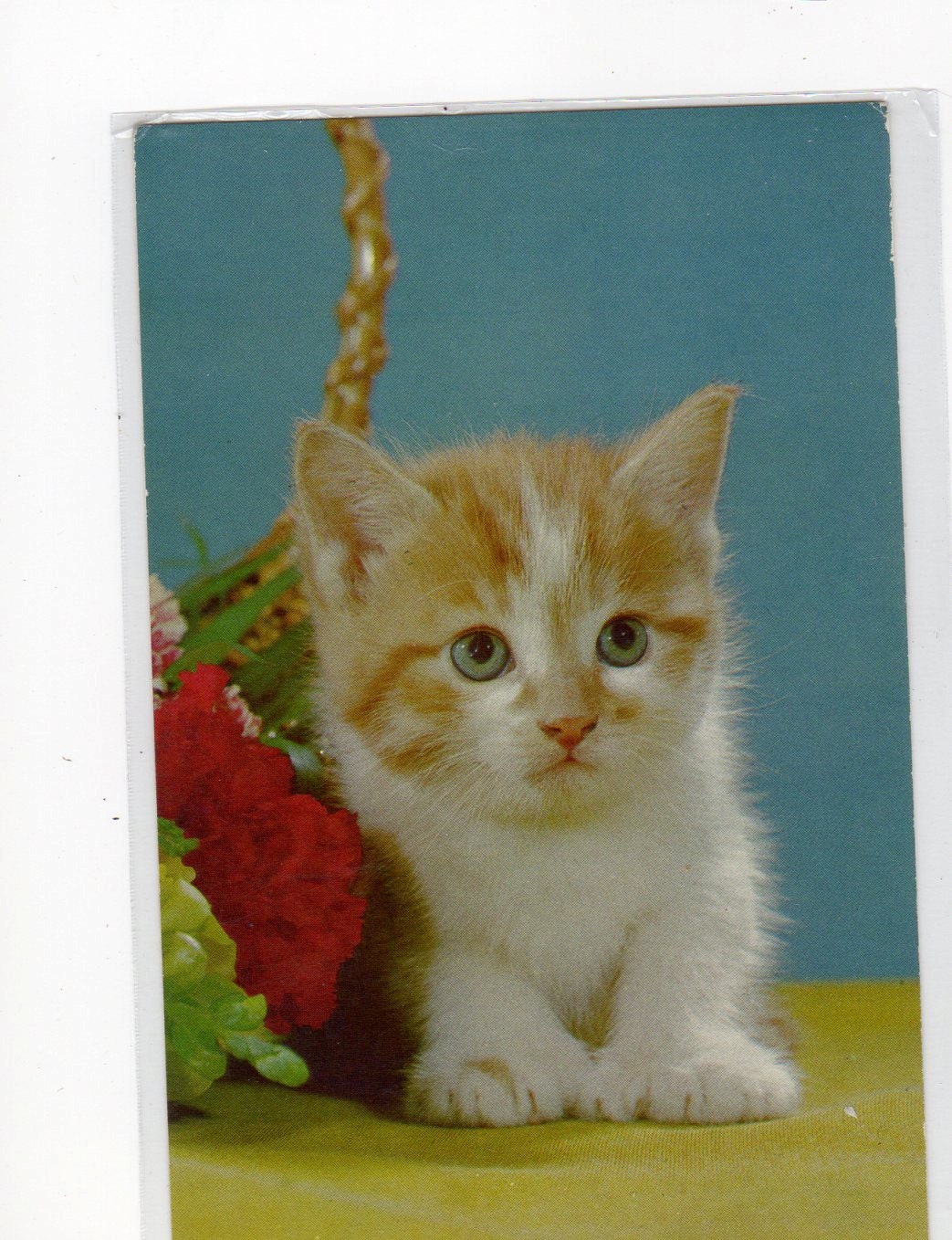 A little bundle of love  Beautiful American Cat Postcard