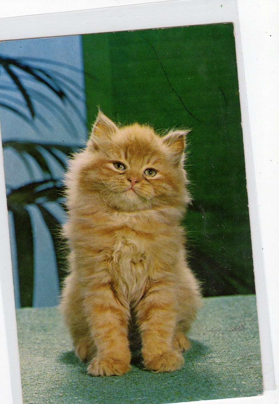 I'm the King nice English Cat Postcard