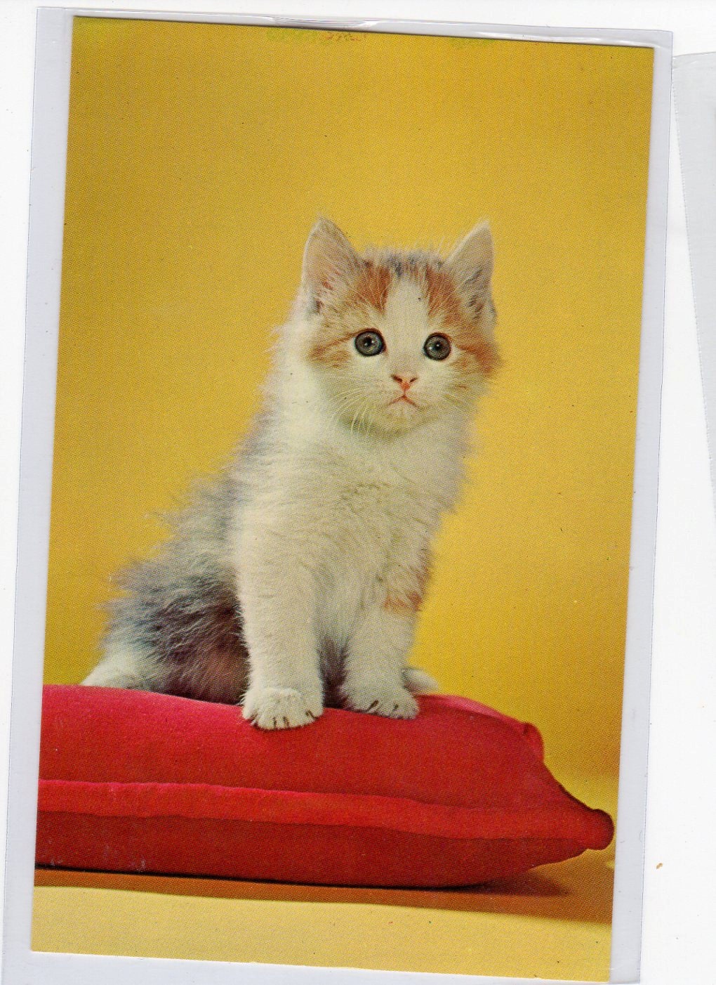 Pert Puss Beautiful American Cat Postcard