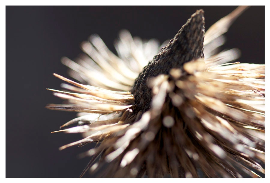 Winter Decor Photography, neutrals, brown, black flower seeds, Winter Fossils 5, nature fine art print 8x12