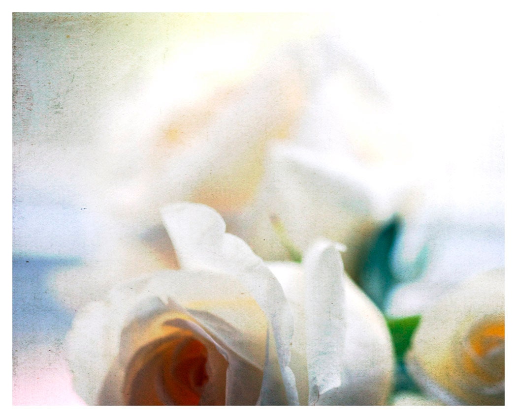 Roses Photgraphy, white, blue, pastels, Saturday Afternoon, nature fine art print 8x10