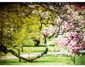 Landscape Photograph, spring, tree blossoms, Dreamscape, nature fine art print 8x12