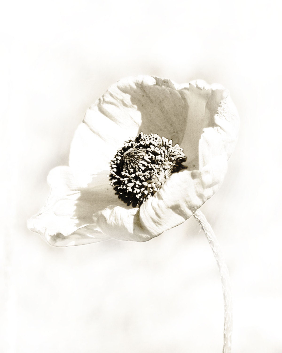 Poppy Flower Black White Photograph Minimalist Dreamy Wedding Decor