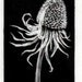Rudbeckia - Original Wood Engraving