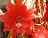 Red Epiphyllum cuttings- Orchid Cactus- strap cactii