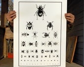 Beetle Optometry Poster Eye Chart Insect collection Bugs