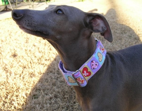 SALE - St Valentine Martingale Dog Collar