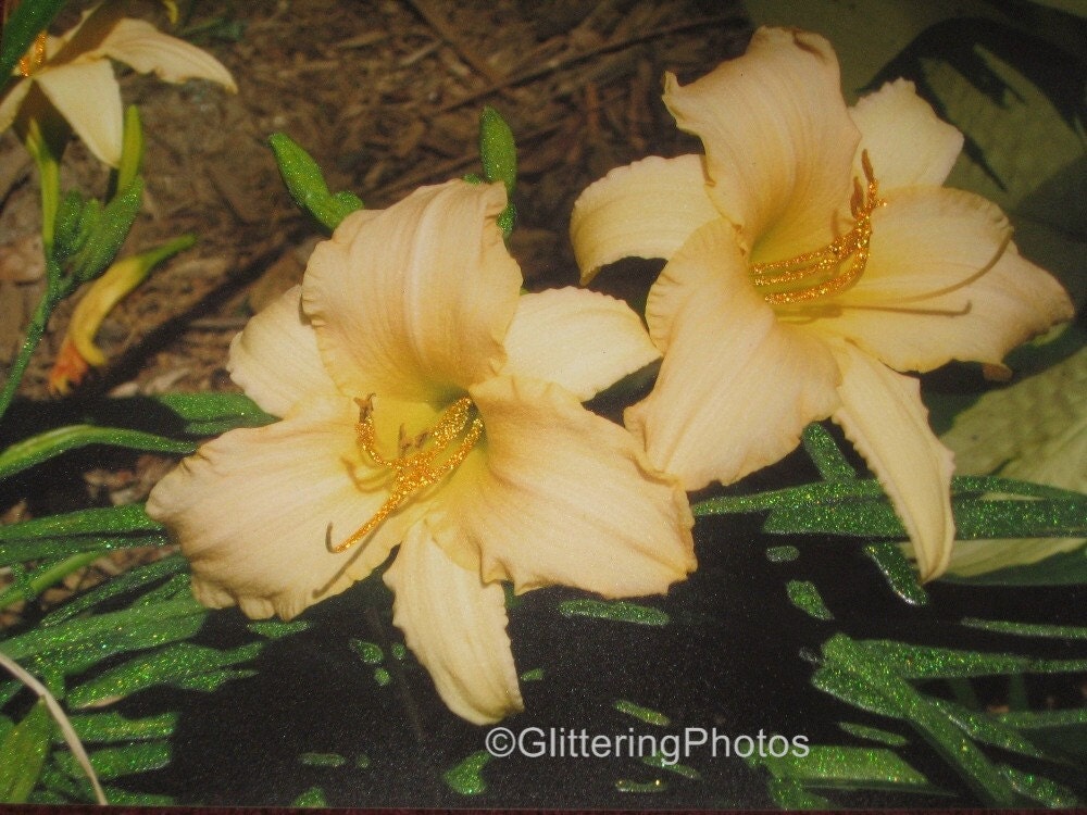 Peach Colored Daylily Fine Art Photograph Print Glossy OOAK