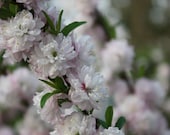 Flowering Almond Bush Fine Art Photography Print Glossy