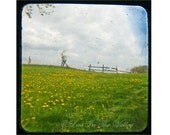 Landscape Photo, Farm Photograph, Ttv Photography, Spring Green, Farm Field, Yellow Dandelion Flowers, Sky Blue, 5x5 Fine Art, Wall Decor