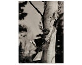 Vintage Fine Art Photography Print. 8" x 10". Ready to Frame. Modern, Mid Century, Tree Bark, Garden, Nature, Contemporary. (No. 2 - L)