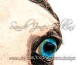 Reflections of a Deep Blue Sky, Equine Photography