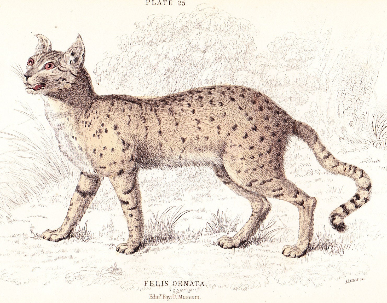The Servalina Cat (Felis Ornata) Antique Print . original old vintage hand coloured feline art engraving dated 1834