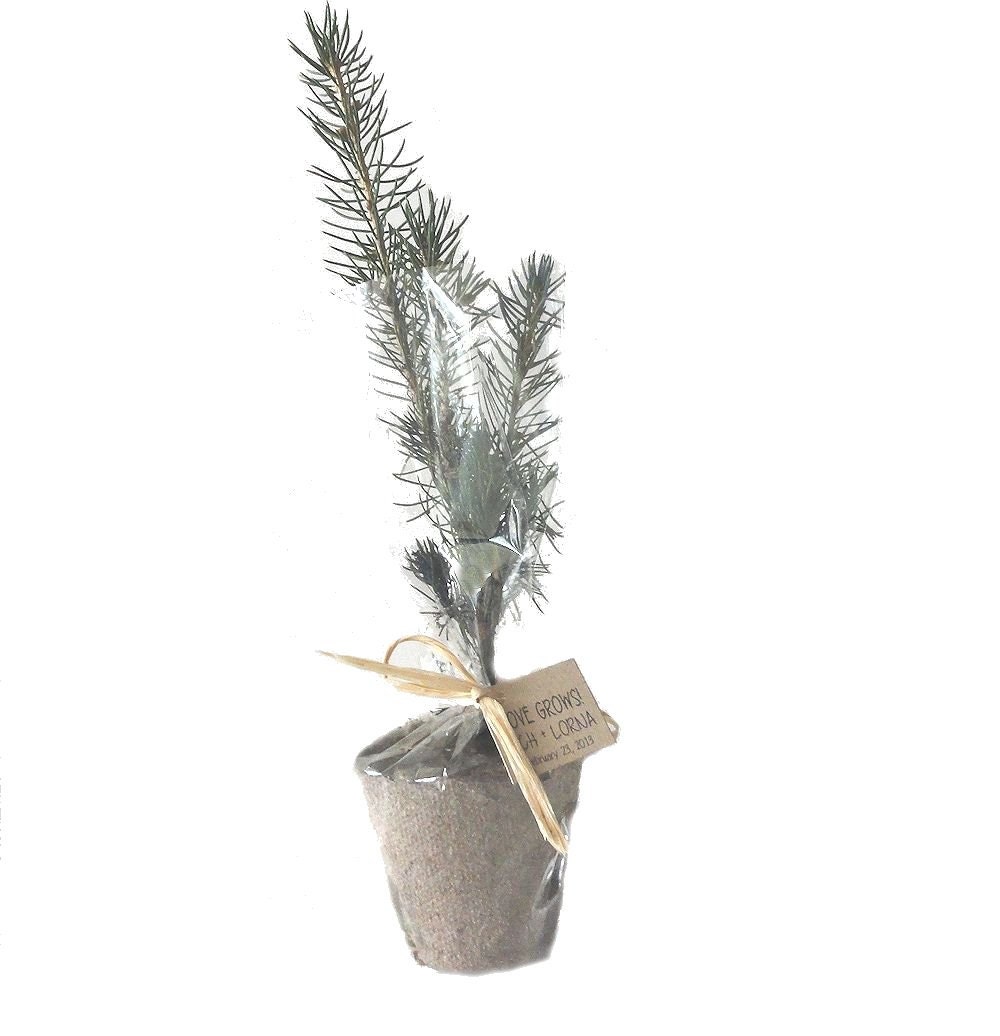 Evergreen Tree  Wedding Favor - Gift Wrapped Recycled Pot Personalized Favor Tags by Nature Favors