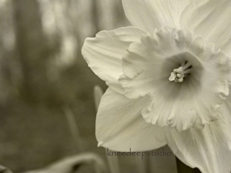 Daffodil photograph 8x10 fine art print sepia neutral vintage white home decor