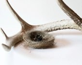 Rustic Nature photograph bird nest & antler 8x10 fine art portrait mancave wall decor
