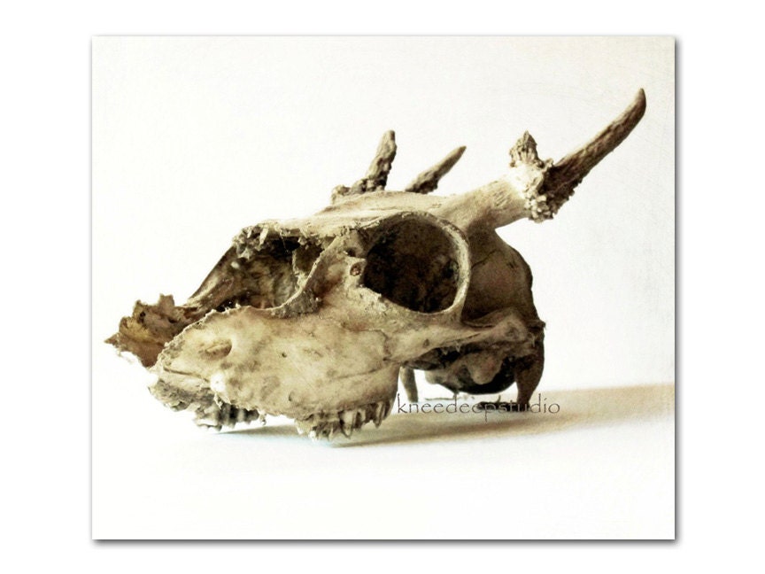 Deer Skull photograph 8x10 for mancave rustic nature fine art portrait gift for dad wall decor