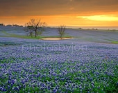 Field of Dreams Texas Bluebonnet- 8x12 signed original photograph - Texas Wild Flowers Bluebonnets Landscape