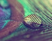SALE Peacock Feather Photograph - bird abstract water drop simple blue green teal black brown sage - Droplet (two) - 8x8