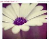 SALE Flower Photograph Nursery Decor - springamethyst purple cream floral plum lavender lilac green black Soft White Daisy - 8x10