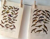 Vintage Book Plates - Australian Birds - Birds of the Blossoms and Outer Foliage