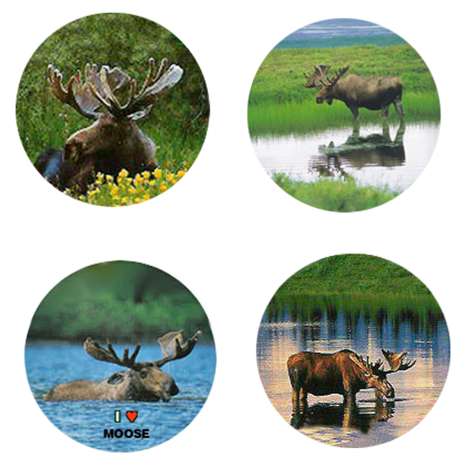 Moose Magnets:  4 Magnificant Moose - For your home, your collection,  or to give as a unique gift