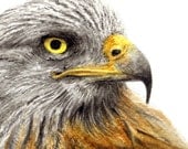 Red Kite  - Bird of Prey - Portrait in watercolour